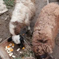 فروش گوسفند نر و ماده|حیوانات مزرعه|گمیشان, |دیوار