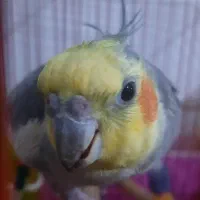 عروس هلندی نر رام