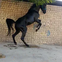 اسب کرد مشگی واکسی