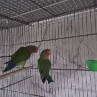 طوطی برزیلی مولد قیمت مناسب|پرنده|سرپل ذهاب, |دیوار