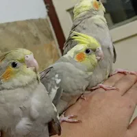 جوجه عروس هلندی|پرنده|بیرجند, |دیوار