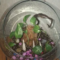 تراریوم بسیار زیبا|گل و گیاه طبیعی|بندر ماهشهر, |دیوار