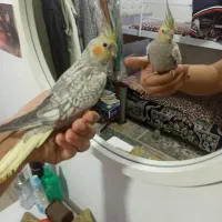 عروس هلندی|پرنده|مشهد, نوید|دیوار