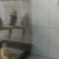عروس هلندی مو لد|پرنده|کرج, آق تپه|دیوار