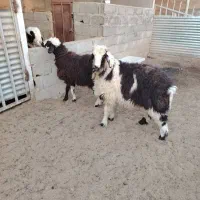 فروش تعدادی بره پرواری و میش