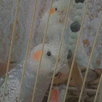 عروس هلندی