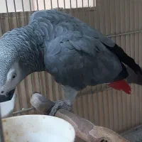 کاسکو نر درشت و مست سخنگو