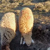 بره نر گوشتی واسه قربانی|حیوانات مزرعه|اردبیل, |دیوار