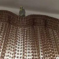 مرغ عشق|پرنده|شیراز, وصال|دیوار