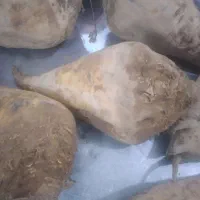 فروش چغندر ریزبه تعداد۵تن