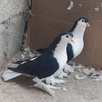 کبوتر لاهور|پرنده|ریز, |دیوار