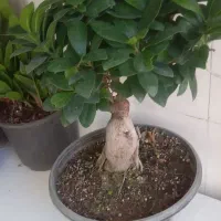 چشم اندازی زیبا|گل مصنوعی|خرمآباد, |دیوار