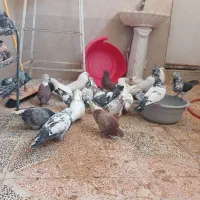 سلام تعدادی کفتر نرماده ساعت بالا پریده جواب داده|پرنده|شهریار, دهشاد پائین|دیوار