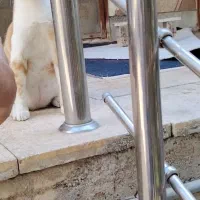 واگذاری گربه