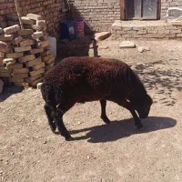 بره نر|حیوانات مزرعه|اسفراین, |دیوار