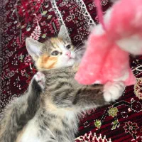 نگهداری گربه ۳ماهه به مدت چندماه