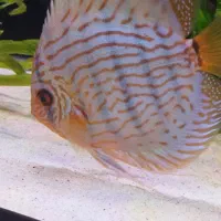 ماهی دیسکس|ماهی|فردیس, شهرک راه آهن|دیوار