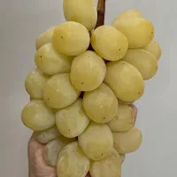 نهال عناب اوکراینی ، تهران