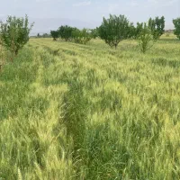 فروش گندم پیشگام و بذر شنبلیله درجه ۱|خدمات باغبانی و درختکاری|شوط, |دیوار