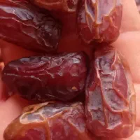 فروش خرمای تازه از باغ|خوردنی و آشامیدنی|تهران, فلسطین (میدان انقلاب)|دیوار