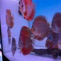 تهران دیسکس فروش دیسکس و تجهیزات اکواریوم پلنت|ماهی|تهران, ستارخان|دیوار