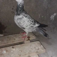 سارسبز ماده پرشی