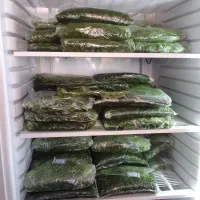 سبزی خورشتی کوکویی آشی