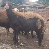گوسفند و بره