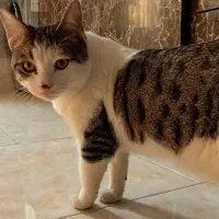 یک گربه.|گربه|مشهد, ایوان|دیوار