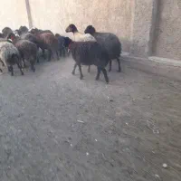 شیشک میش گله داری