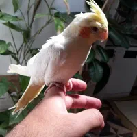 عروس هلندی فوق دستی