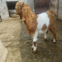 نر بزغاله جنس دار چاق