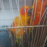 جوجه سرلاکی خورشیدی