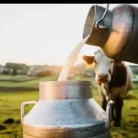 شیر گاو تازه