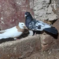 کبوتر ارزون ۷تا ۱۵۰۰