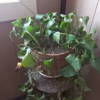 فروش سیم کارت همراه اول