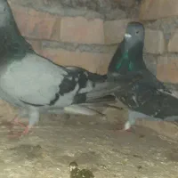 کبوتر کفتر|پرنده|بستان آباد, |دیوار