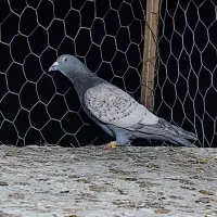 ماده طاوسی ارتیس