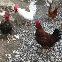 خروس|حیوانات مزرعه|کرج, اتمسفر|دیوار