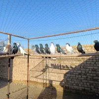 هفرنگ رنگی شصتی