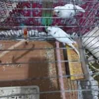 مرغ عشق و قفس