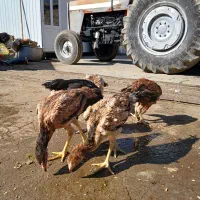 جوجه لاری های ۳ماهه