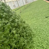 نشاا|خدمات باغبانی و درختکاری|جیرفت, |دیوار