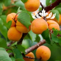 خرید نهال زردآلو انبه ای