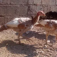 چند عدد بوقلمون ماده نر قاطی|حیوانات مزرعه|باروق, |دیوار