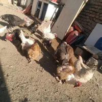 مرغ وخروس قیمت پایینترازهمجا