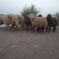 بره نر چاق گوسفند گاو بز گوساله میش|حیوانات مزرعه|اهواز, منازل کارون|دیوار