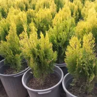 باغچه گل آرای