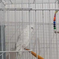 عروس هلندی البینو نر مولد