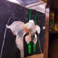 کوی شورت بادی|ماهی|تهران, امیریه|دیوار